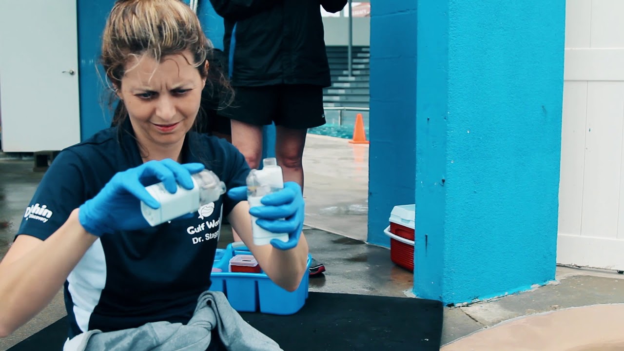 Gulf World Marine Park - Vet