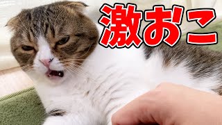 ぽこ太郎「そろそろ飼い主食べようかな」※噛みなし【世界平和】【ズッ友】