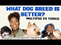 What Dog Breed is Best? Maltipoo vs Yorkie // Suggestions for New Dog Owners