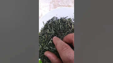Подмаренник цепкий