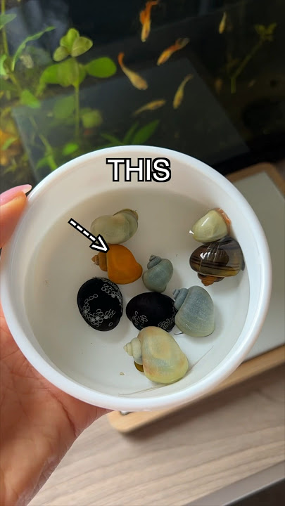 Is this the Rarest Snail? 🫐
