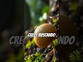 “Nadie cree que esta flor sea real… hasta que la ven 😳”#FlordeJade #viral#flore#espiritual