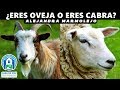 ¿ERES OVEJA O ERES CABRA?