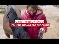 Gaïa a testé pou vous : Le Licol Éric Thomas Pro grooming