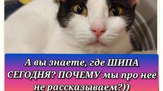 После нескольких лет, проведённых в приюте и попыток обрести дом, Шипочка СТАЛА СЧАСТЛИВОЙ!