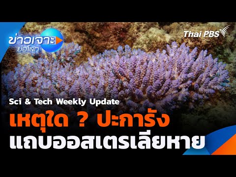 Sci & Tech Weekly Update : เหตุใดปะการังแถบออสเตรเลียหาย | ข่าวเจาะย่อโลก | 9 ส.ค. 68
