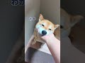 置いて行かれていじける柴犬 #柴犬スティーブ #アテレコ #コーギー