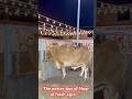 The poster boy of Noor al falah agro #foryou #cow #cowlevel #cowpark #cowpalace #cowparade #cowfield