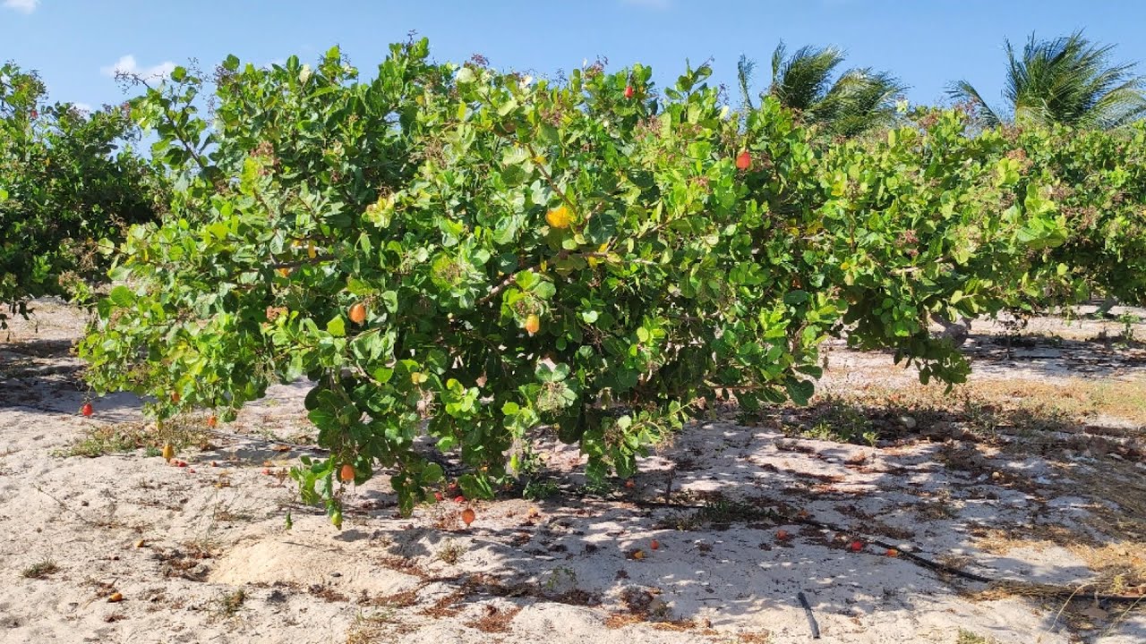 CAJUEIRO ANÃO-PRECOCE CLONE CCP 76 PRODUZINDO