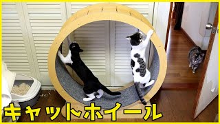 キャットホイールを組み立て & 設置してみました！！ by kopasan 6匹+3匹の猫 【猫と車とDIY】 275 views 1 month ago 9 minutes, 20 seconds