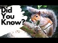 Facts You Need To Know About GREY SQUIRRELS