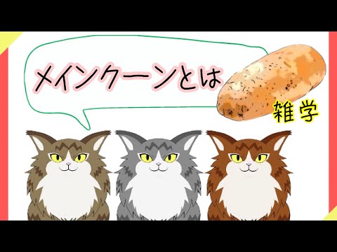【猫】メインクーンとは【雑学・豆知識】Maine Coon