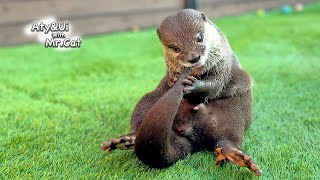 A Meticulous Otter Brushing His Teeth by Himself [Otter Life Day 894] by Aty 185,698 views 3 months ago 4 minutes, 15 seconds