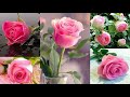 Pink rose image pink rose dp roseflower images gulab photo rose imagerose picturespink rose