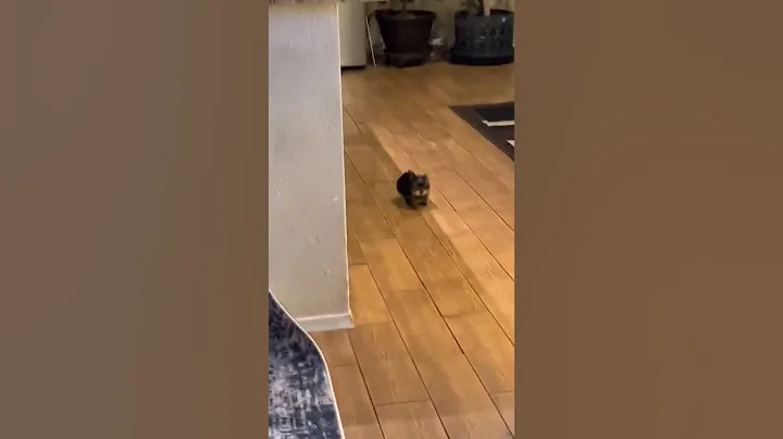 Watch the video about Cute dog scares the big cat 😂 #catshorts #cuteanimals #kot #funnycats #catsoftiktok #petlovers