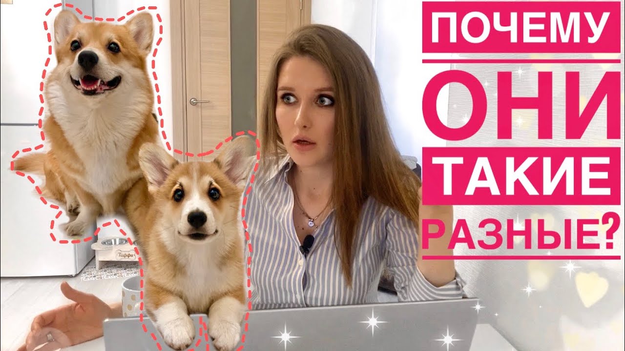 Таффи и бентли