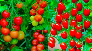 How To Grow Tomatoes At Home | Full Training from Seeds to Harvest | 5 Kg in 1 Plant