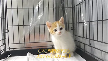 アゴはネコ 評判