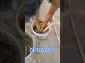 Fertilizer for plants సేంద్రీయ రసాయనం పిచికారి చేసాము #viral #shorts #shortsindia #Gardening