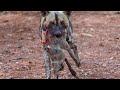 Ruthless wild dogs are unstoppable