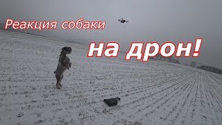 Миттельшнауцер Тара и DJI Spark/ реакция собаки на дрон, первый полет Миттельшнауцер Тара и DJI Spark/ реакция собаки на дрон, первый полет
