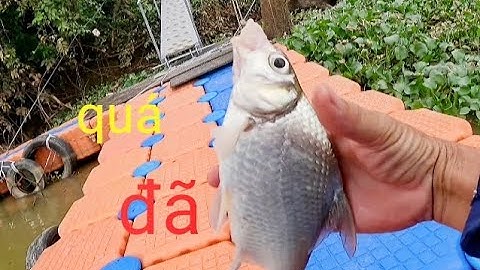 Riviervissen: Als het waterpeil stijgt, beginnen vissen en garnalen goed te eten //vissen op de D...