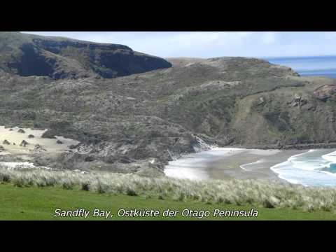 Auf der Otago Halbinsel, Sandfly Bay