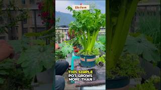 You’ll Never Buy Celery Again After Seeing This 😳 #shorts #celery #garden