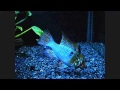 Crossbreed German Blue Ram + Electric Blue Ram Cichlids at night.