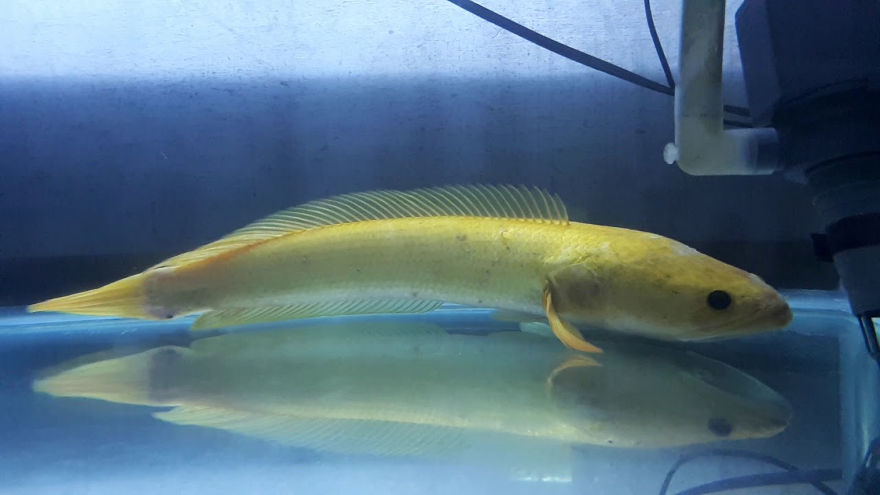  Ikan  gabus warna  kuning  langka dari tasikmalaya YouTube