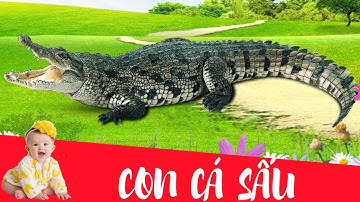 Dạy bé học con cá sấu | Dạy em bé tập nói tên và hoạt động các con vật