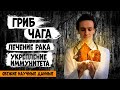 Гриб ЧАГА 🍄 против рака - официальные исследования и полезные свойства.