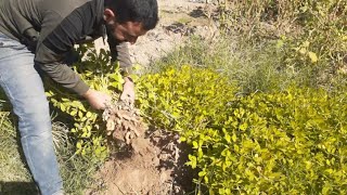 طريقة زراعة الفستق السوداني