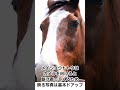 メイショウドトウはめちゃめちゃ温厚