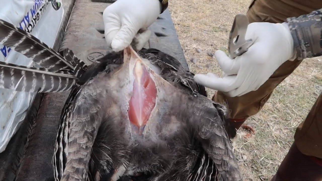 HOW To Clean A Wild Turkey. YouTube