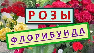 Розы флорибунда, особенности роз флорибунда, достоинства.