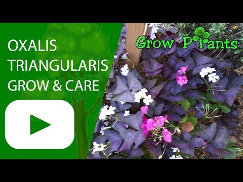 Oxalis triangularis - grow and care (Purple shamrock)