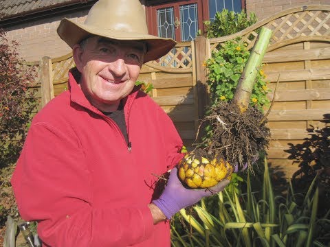 Video: When to dig up lilies after flowering and when to plant