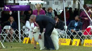 Samoyeds | Breed Judging 2022