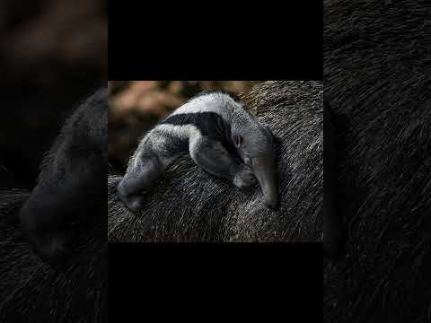 Гигантский муравьед