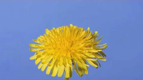 Time lapse Dandelion flower to seed head - DayDayNews