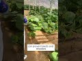 Planting tips vegetable growing #shorts #plantingtips