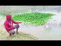Fishing Video || Only fishermen know the fun of fishing in village canals || Amazing hook fishing