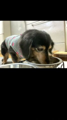 20歳で天使になった #シニア犬 #ダックス老犬 #ミニチュアダックス #shorts