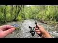 Multi species creek fishing in mountain stream