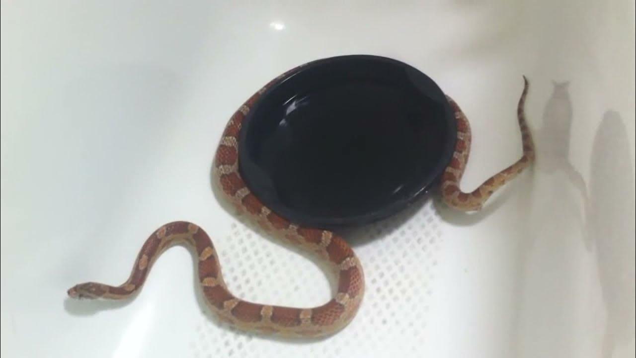 Corn Snake Poop YouTube