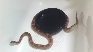 Corn Snake Poop