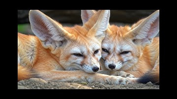 Cáo Fennec - loài Cáo Dễ Thương với Đôi Tai to Lớn