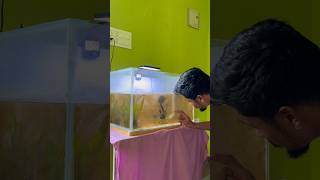 💥 #fishrakesh #minivlog #telugu #vlog Fish videos adigaru kada chudandii