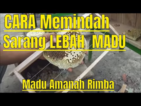 Cara Memindah sarang lebah Madu Liar Ke dalam Kotak Buatan untuk di budidaya memindahkan rumah tawon